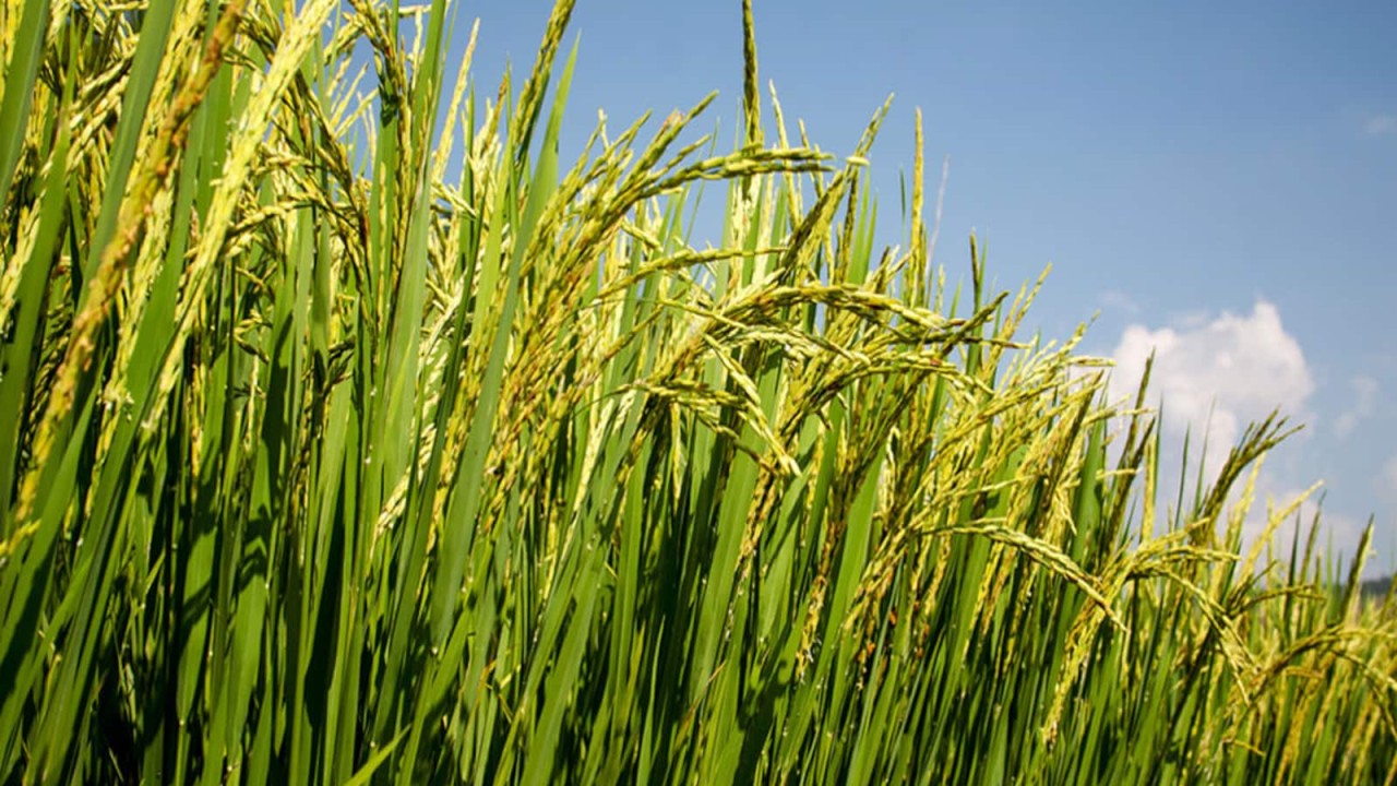 Agricultural Insurance Analysis Chart